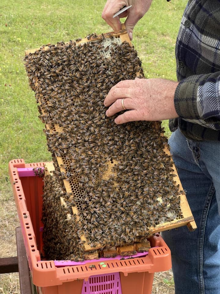 Oklahoma Spring nucs