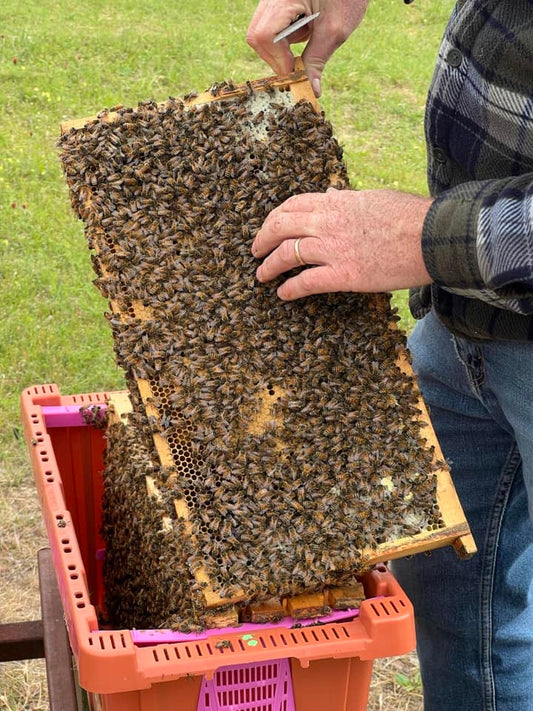 Oklahoma Spring nucs