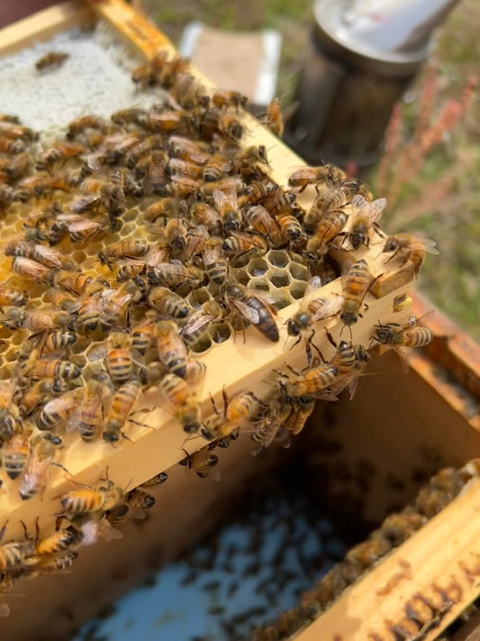 Mated Italian Carnolian Queens - From Chris Wanner